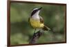 Great kiskadee, South Padre Island, Texas-Adam Jones-Framed Photographic Print