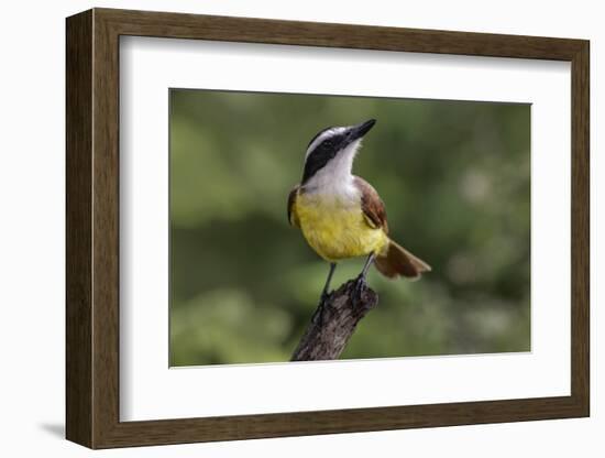 Great kiskadee, South Padre Island, Texas-Adam Jones-Framed Photographic Print