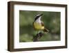 Great kiskadee, South Padre Island, Texas-Adam Jones-Framed Photographic Print