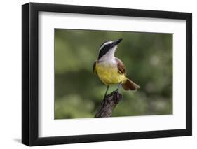 Great kiskadee, South Padre Island, Texas-Adam Jones-Framed Photographic Print