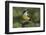 Great kiskadee, South Padre Island, Texas-Adam Jones-Framed Photographic Print