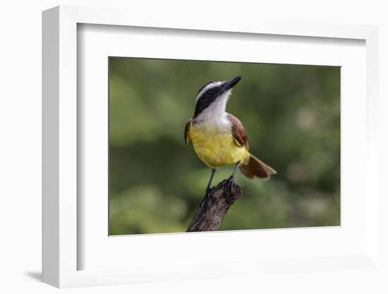 Great kiskadee, South Padre Island, Texas-Adam Jones-Framed Photographic Print