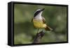 Great kiskadee, South Padre Island, Texas-Adam Jones-Framed Stretched Canvas