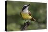 Great kiskadee, South Padre Island, Texas-Adam Jones-Stretched Canvas