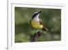 Great kiskadee, South Padre Island, Texas-Adam Jones-Framed Photographic Print