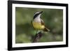 Great kiskadee, South Padre Island, Texas-Adam Jones-Framed Photographic Print