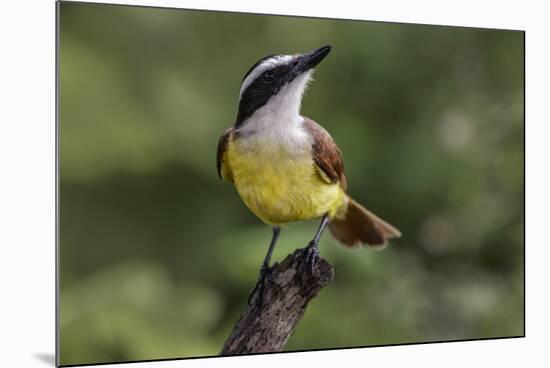 Great kiskadee, South Padre Island, Texas-Adam Jones-Mounted Photographic Print