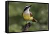 Great kiskadee, South Padre Island, Texas-Adam Jones-Framed Stretched Canvas