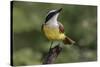 Great kiskadee, South Padre Island, Texas-Adam Jones-Stretched Canvas