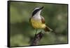 Great kiskadee, South Padre Island, Texas-Adam Jones-Framed Stretched Canvas