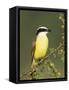 Great Kiskadee, Texas, USA-Rolf Nussbaumer-Framed Stretched Canvas