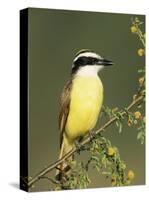 Great Kiskadee, Texas, USA-Rolf Nussbaumer-Stretched Canvas