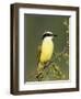 Great Kiskadee, Texas, USA-Rolf Nussbaumer-Framed Premium Photographic Print