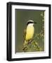 Great Kiskadee, Texas, USA-Rolf Nussbaumer-Framed Premium Photographic Print