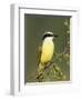 Great Kiskadee, Texas, USA-Rolf Nussbaumer-Framed Premium Photographic Print