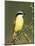 Great Kiskadee, Texas, USA-Rolf Nussbaumer-Mounted Premium Photographic Print