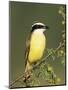 Great Kiskadee, Texas, USA-Rolf Nussbaumer-Mounted Premium Photographic Print