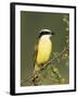 Great Kiskadee, Texas, USA-Rolf Nussbaumer-Framed Photographic Print