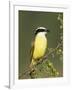 Great Kiskadee, Texas, USA-Rolf Nussbaumer-Framed Photographic Print