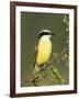 Great Kiskadee, Texas, USA-Rolf Nussbaumer-Framed Photographic Print