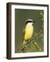 Great Kiskadee, Texas, USA-Rolf Nussbaumer-Framed Photographic Print