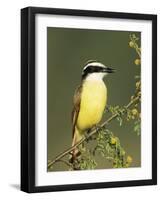 Great Kiskadee, Texas, USA-Rolf Nussbaumer-Framed Photographic Print