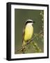 Great Kiskadee, Texas, USA-Rolf Nussbaumer-Framed Photographic Print