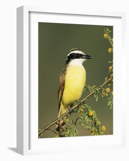 Great Kiskadee, Texas, USA-Rolf Nussbaumer-Framed Photographic Print