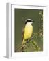 Great Kiskadee, Texas, USA-Rolf Nussbaumer-Framed Photographic Print