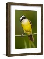 Great Kiskadee-Mary Ann McDonald-Framed Photographic Print