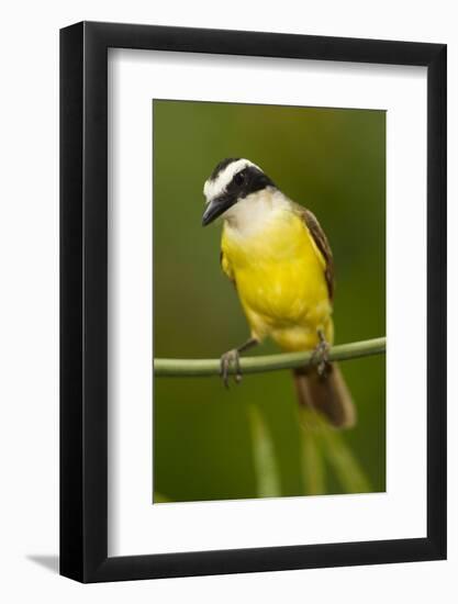 Great Kiskadee-Mary Ann McDonald-Framed Photographic Print