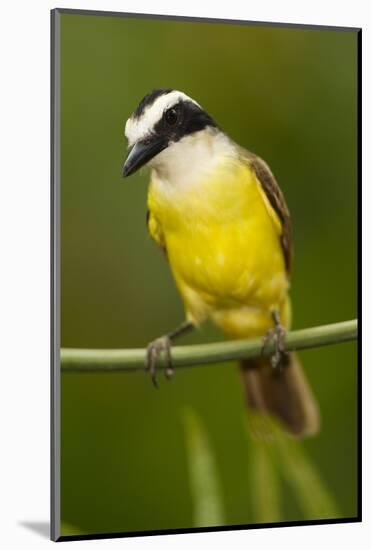 Great Kiskadee-Mary Ann McDonald-Mounted Photographic Print