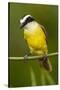 Great Kiskadee-Mary Ann McDonald-Stretched Canvas