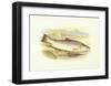 Great Lake Trout-null-Framed Art Print