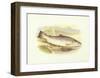 Great Lake Trout-null-Framed Art Print