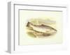 Great Lake Trout-null-Framed Art Print