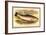 Great Lake Trout-A.f. Lydon-Framed Art Print