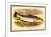 Great Lake Trout-A.f. Lydon-Framed Art Print