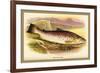 Great Lake Trout-A.f. Lydon-Framed Art Print