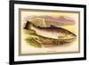 Great Lake Trout-A.f. Lydon-Framed Art Print