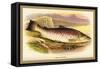 Great Lake Trout-A.f. Lydon-Framed Stretched Canvas