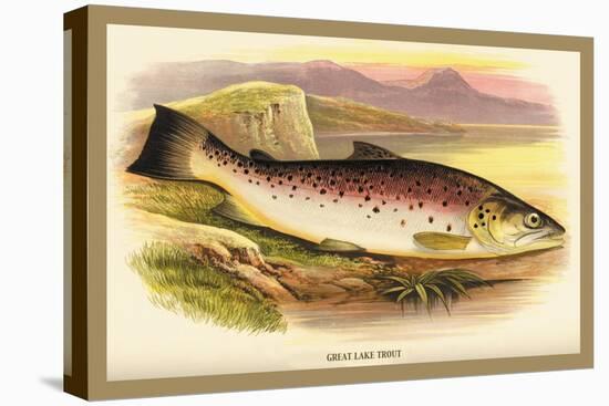 Great Lake Trout-A.f. Lydon-Stretched Canvas