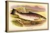 Great Lake Trout-A.f. Lydon-Stretched Canvas