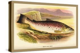 Great Lake Trout-A.f. Lydon-Stretched Canvas