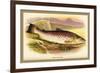 Great Lake Trout-A.f. Lydon-Framed Premium Giclee Print