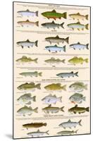 Great Lakes Sportman's Game Fish-null-Mounted Art Print