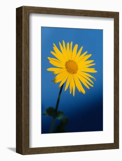 Great Leopard's-bane (Doronicum pardalianches) close-up of flower-Chris Demetriou-Framed Photographic Print