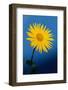 Great Leopard's-bane (Doronicum pardalianches) close-up of flower-Chris Demetriou-Framed Photographic Print