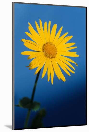 Great Leopard's-bane (Doronicum pardalianches) close-up of flower-Chris Demetriou-Mounted Photographic Print