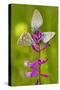 Great Milkwort with Mainly Mazarine Blues Butterflies-null-Stretched Canvas